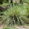Lemon Grass Mosquito Control