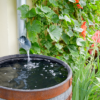 Keep Mosquitoes Out Of Your Rain Barrel?
