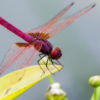 Attract Dragonflies For Mosquito Control: