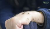 Mosquito Misting Systems Work