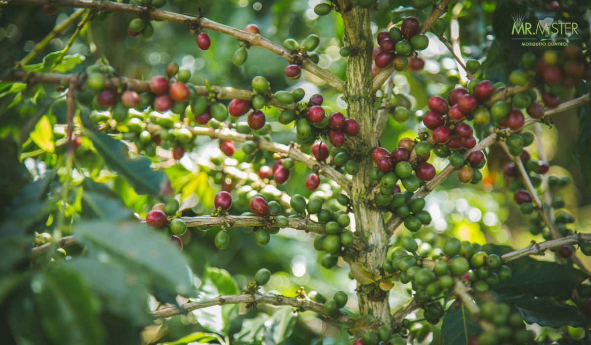 Is It Effective To Use Coffee Grounds For Mosquito Control? Mr