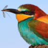 best birds for mosquito control