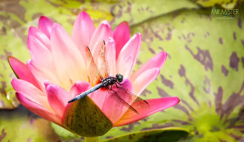 Mosquito laying on a flower.