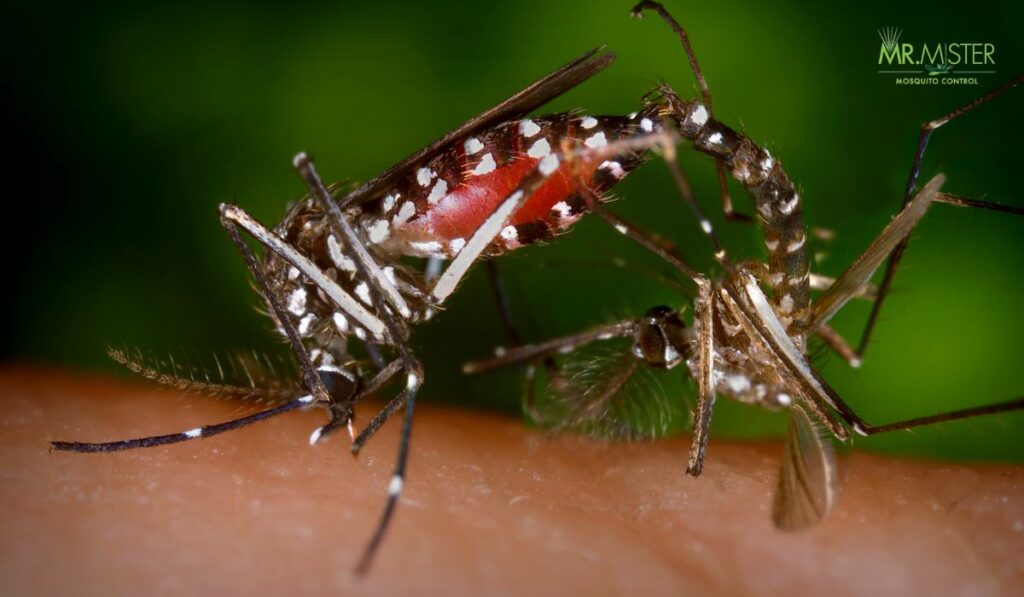 The Science Behind Oil on Water for Mosquito Control 