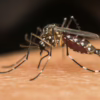 Is Spartan Mosquito Eradicator Worth Buying