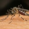 Is Spartan Mosquito Eradicator Worth Buying
