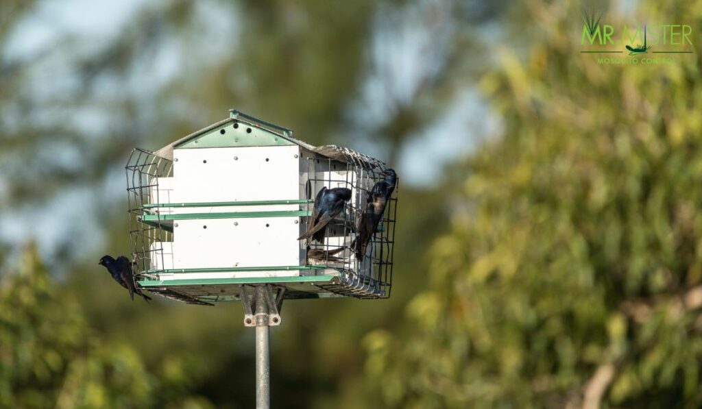 Are Purple Martin Houses The Solution For Mosquito Control