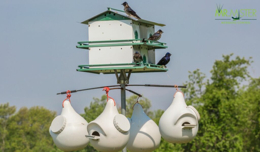 Are Purple Martin Houses The Solution For Mosquito Control