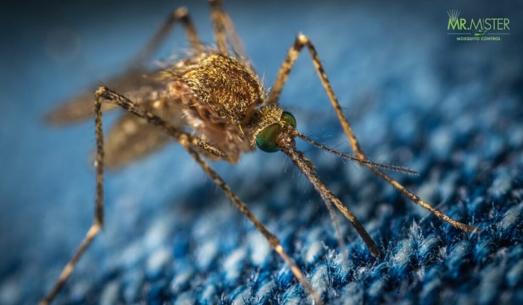 Get Rid Of Mosquitoes And Pests? - Tips For Homeowners

