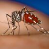 Bee-Friendly Mosquito Control Practices