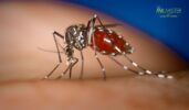 Bee-Friendly Mosquito Control Practices