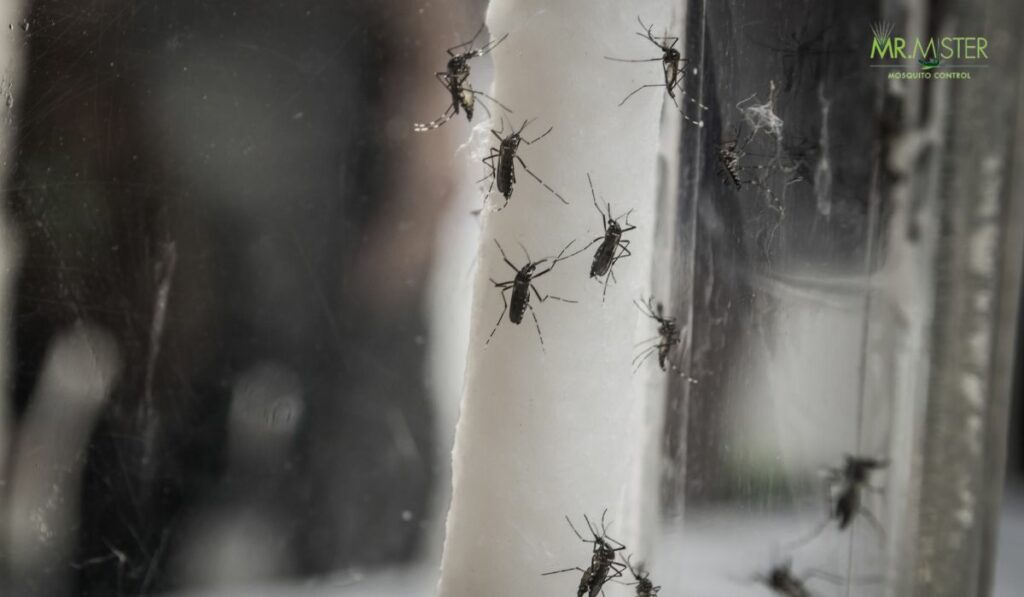 Environmentally Friendly Mosquito Control Companies in Atlanta