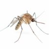 mosquito control