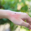 Benefits of Mosquito Yard Treatments