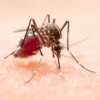 atlanta mosquito misting