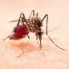 atlanta mosquito misting