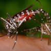 bee safe mosquito control atlanta