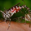 bee safe mosquito control atlanta