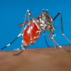 mosquito control companies brookhaven