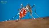 mosquito control companies brookhaven