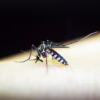 canton mosquito control