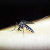 canton mosquito control