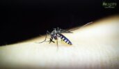 canton mosquito control