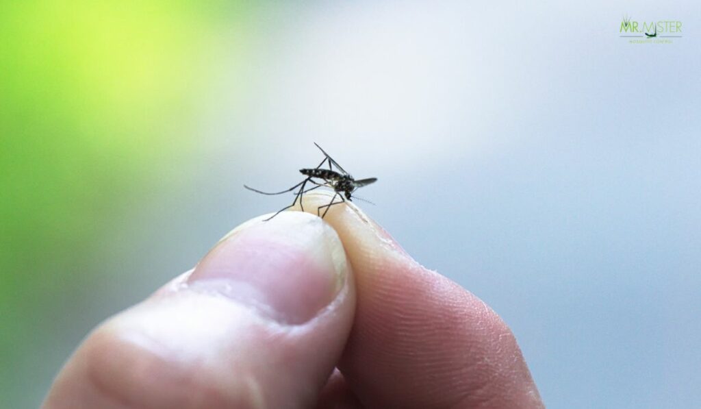 atlanta mosquito misting