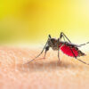 canton mosquito control