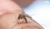 Mosquito Control Company