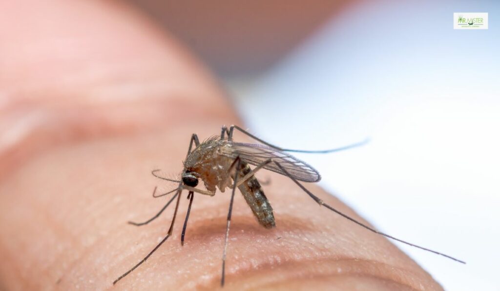 retention pond mosquito control