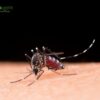 Mosquitoes Favor Specific Blood Types