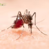Bite-Free Bliss: Effective Strategies for Killing Mosquitoes