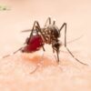 Bite-Free Bliss: Effective Strategies for Killing Mosquitoes