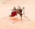 Bite-Free Bliss: Effective Strategies for Killing Mosquitoes