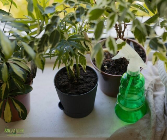 Use Mosquito-Repellent Plants Indoors