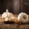 Exploring Garlic's Potential as a Mosquito Repellent