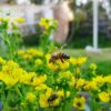 Bee-Friendly Garden Design: Attracting Pollinators, Managing Mosquitoes