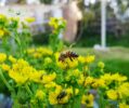Bee-Friendly Garden Design: Attracting Pollinators, Managing Mosquitoes