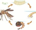 Exploring the Efficacy of Garlic Pills for Mosquito Repellent