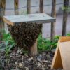 Bee-Friendly Mosquito Abatement: Safeguarding Bees in Pest Control