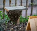 Bee-Friendly Mosquito Abatement: Safeguarding Bees in Pest Control