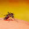 Indoor Mosquito Control