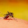 Indoor Mosquito Control