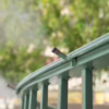 Mosquito Misting Systems