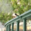 Mosquito Misting Systems