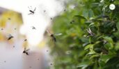 Eco Friendly Mosquito Control