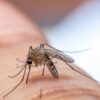 Mosquito Misting Systems