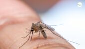 Mosquito Misting Systems