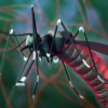 Commercial Mosquito Control